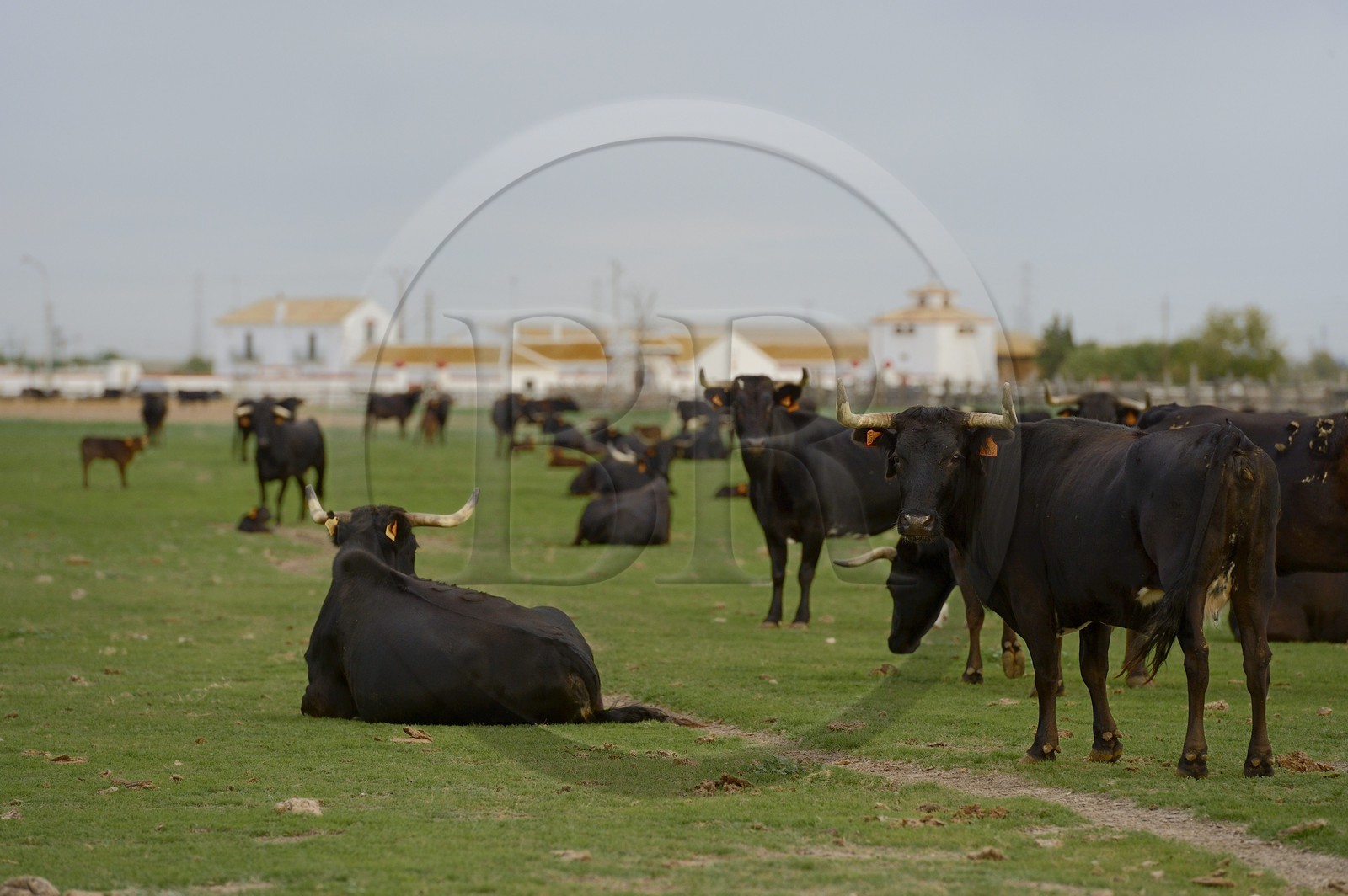 Espagne, Andalousie, province de Séville, Utrera, domaine El Toruno, élevage de taureaux de combat, les femelles et les petits sont maintenus à l'écart des males
