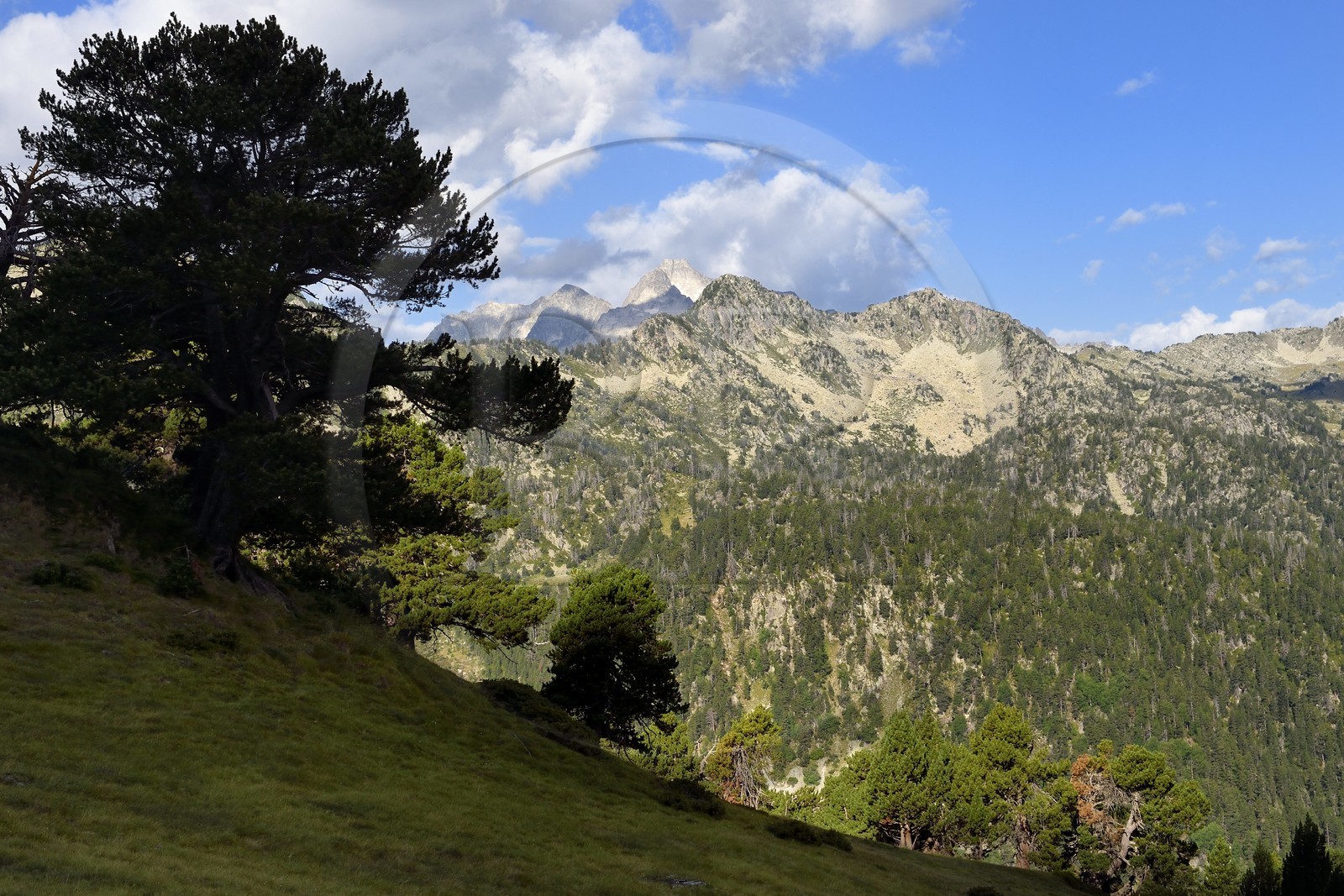 France, Hautes Pyrenees, Saint Lary Soulan and Vielle-Aure, hike on a variant of the GR10 between the Portet pass and the Bastan lakes on the edge of the Neouvielle nature reserve