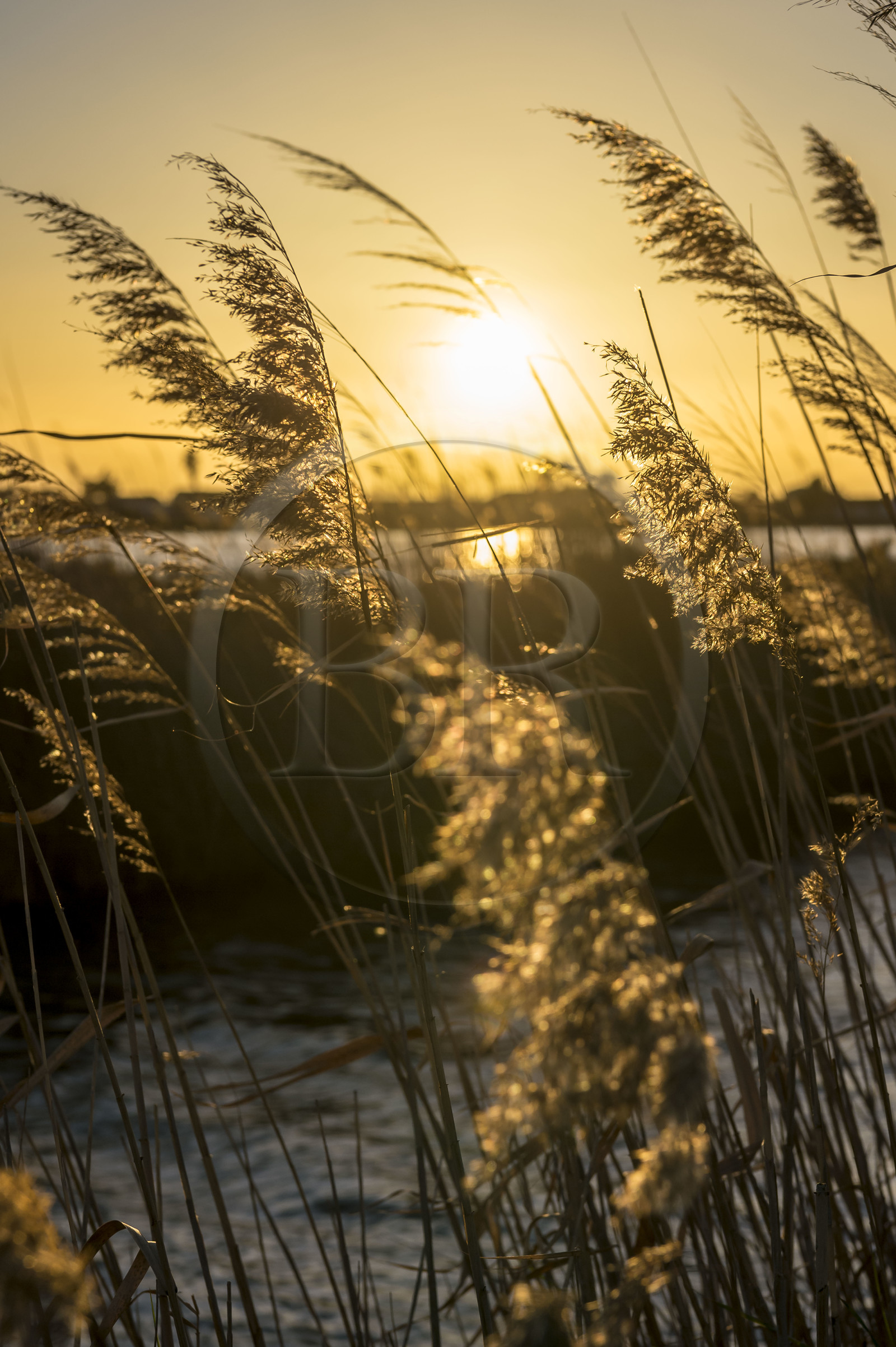 France, Gard (30), Aigues-Mortes, les marais salants en hiver