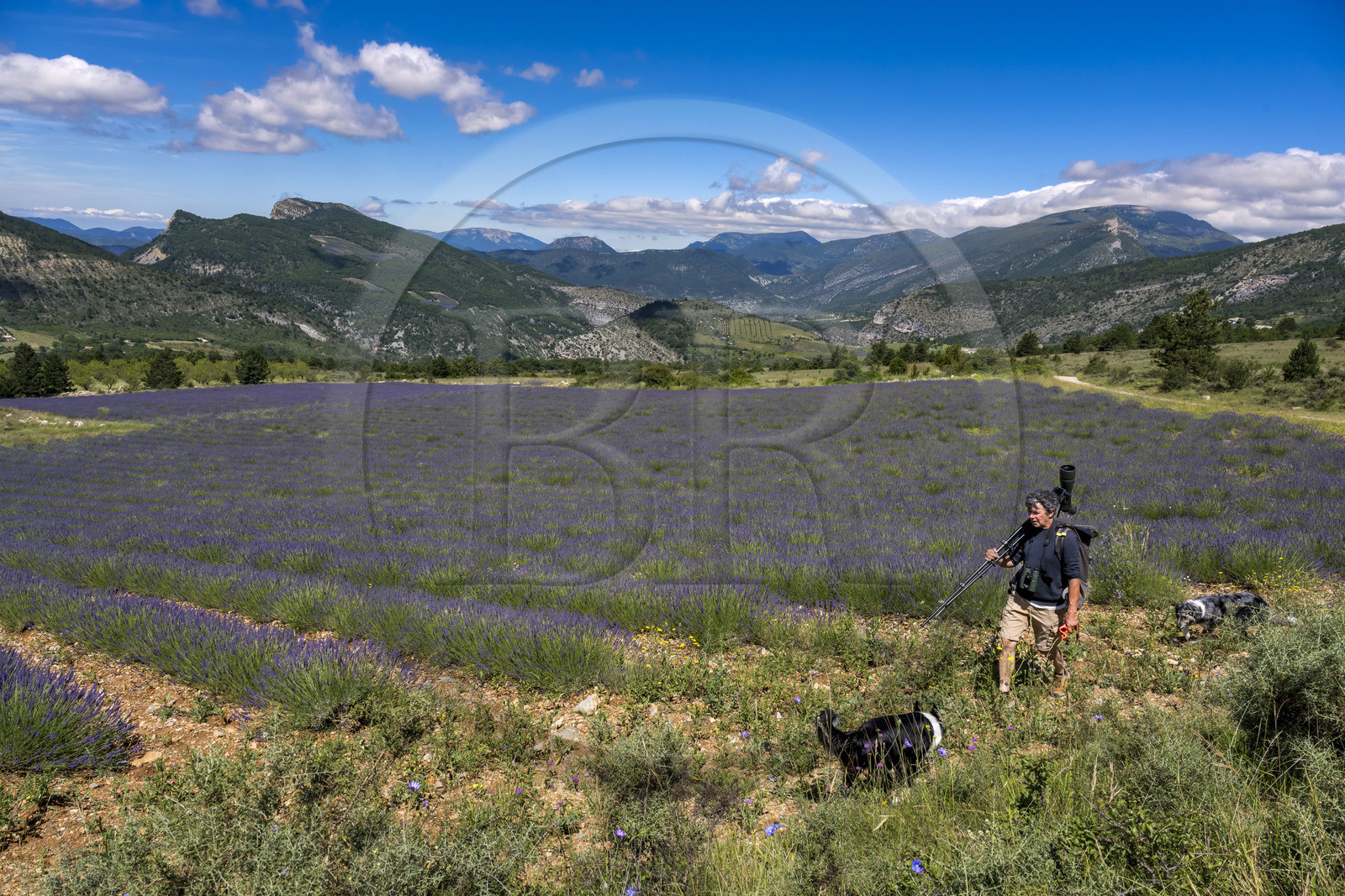 France, Drome, regional natural park of Baronnies provencales, Remuzat, Christian Tessier, director of the Vautours en Baronnies association, goes to observe griffon vultures on the Saint-Laurent plateau with a telescope over his shoulder