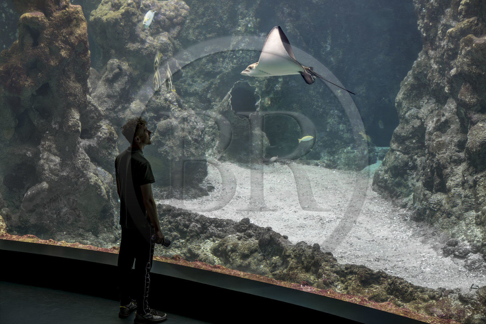 France, Finistère (29), Brest, Océanopolis, musée de la mer