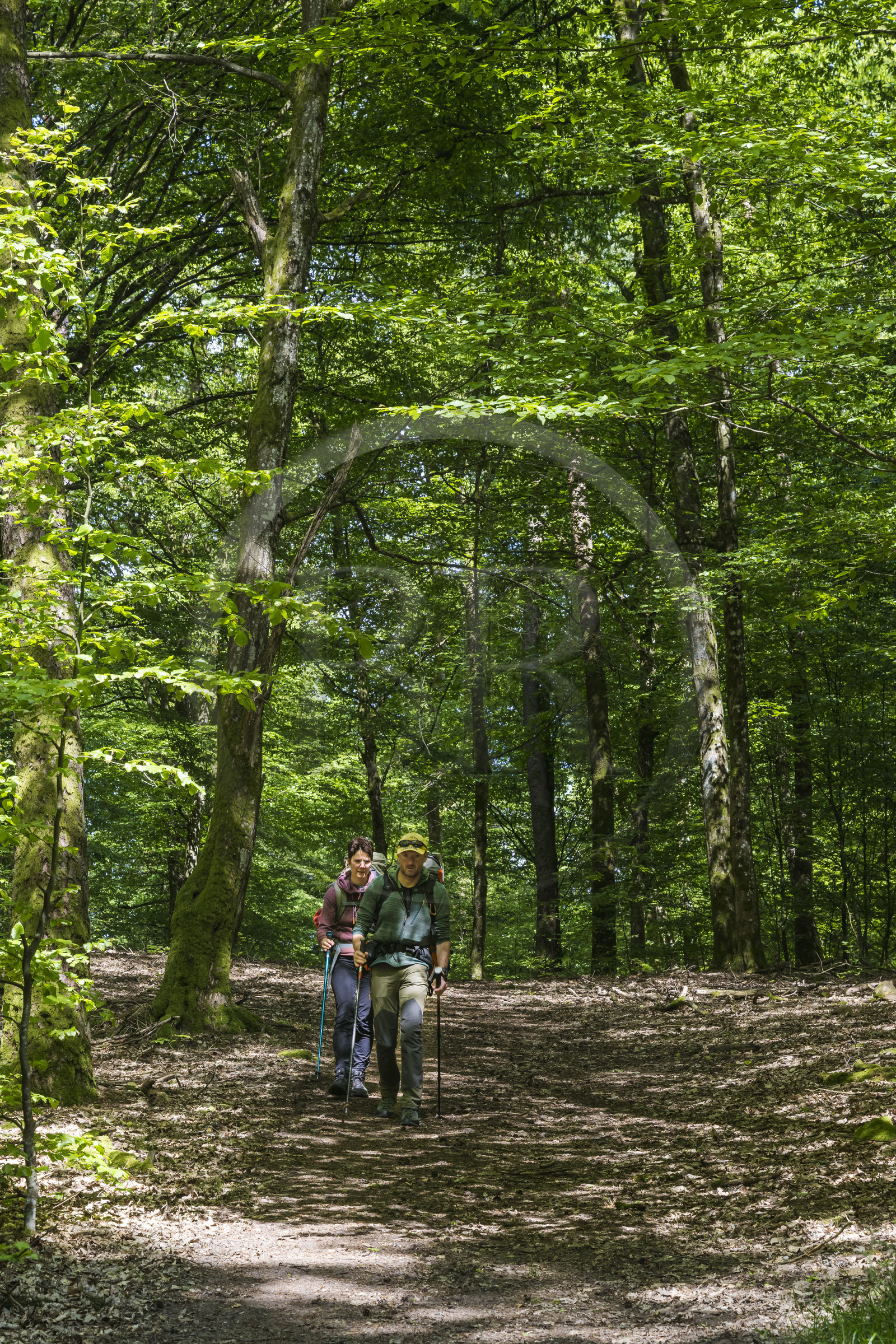 France, Bas Rhin, Northern Vosges Regional Natural Park, Obersteinbach, Steinbach national forest, hikers on the GR532 next to the Lutzelhardt Castle ruins
