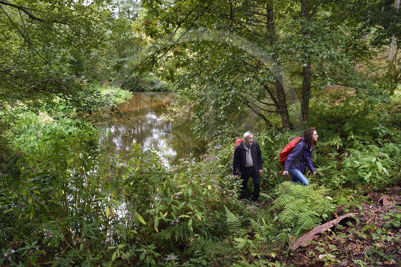 France, Bas-Rhin (67), Parc naturel régional des Vosges du Nord, Lembach, étang du Fleckenstein alimenté par la rivière Sauer