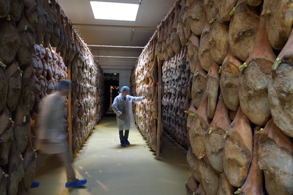 France, Pyrénées-Atlantiques (64), Pays-Basque, vallée des Aldudes, le Séchoir Collectif des Aldudes assure une prestation de séchage et l'affinage de jambons, zone de l'affinage
