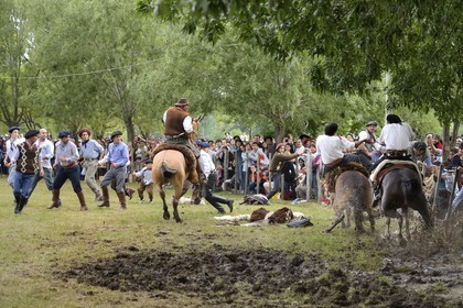 Argentine, province de Buenos Aires, San Antonio de Areco, fête du Jour de la Tradition (Dia de la Tradicion), les gauchos prouvent leur habilité à cheval lors d'un rodéo appelé Jineteada gaucha