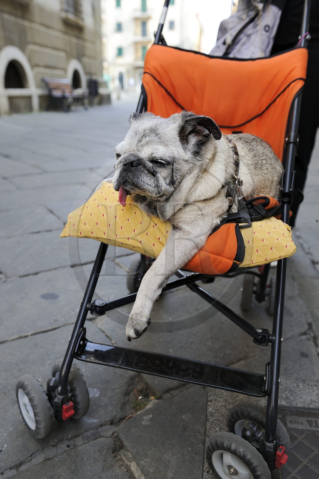 Italy, Liguria, Sarzana, white french bulldog on a stroller
