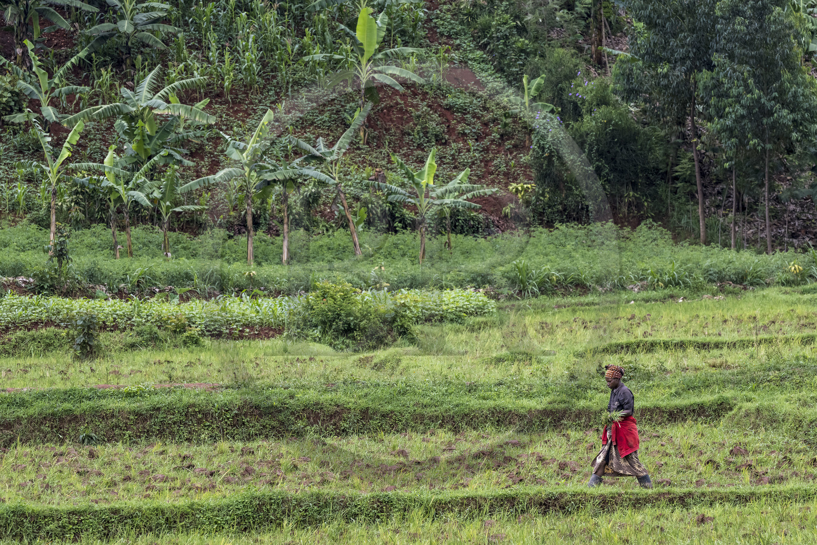 Rwanda, Province de l’Est, Nyagasambu, cultures en bordure de la rivière dans la vallée du Rugende