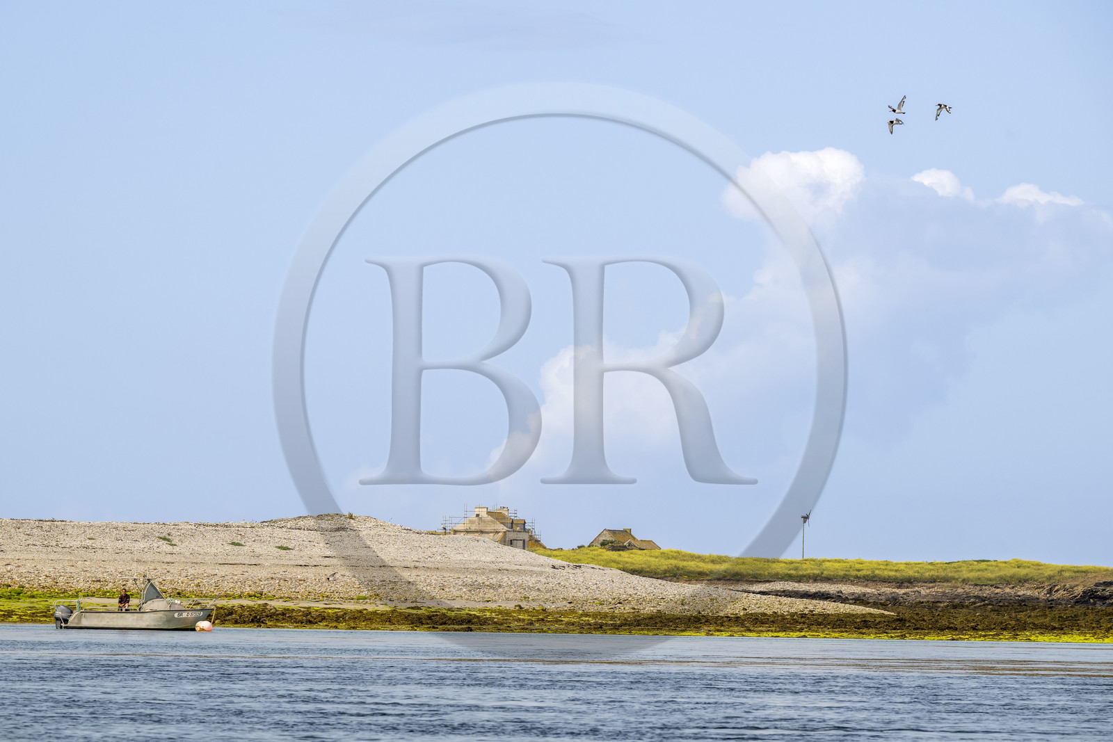 France, Finistère (29), Mer d'Iroise, archipel de Molène, Ile de Quéménès, son agriculteur Etienne Menguy, la ferme et un vol d'huitriers pie