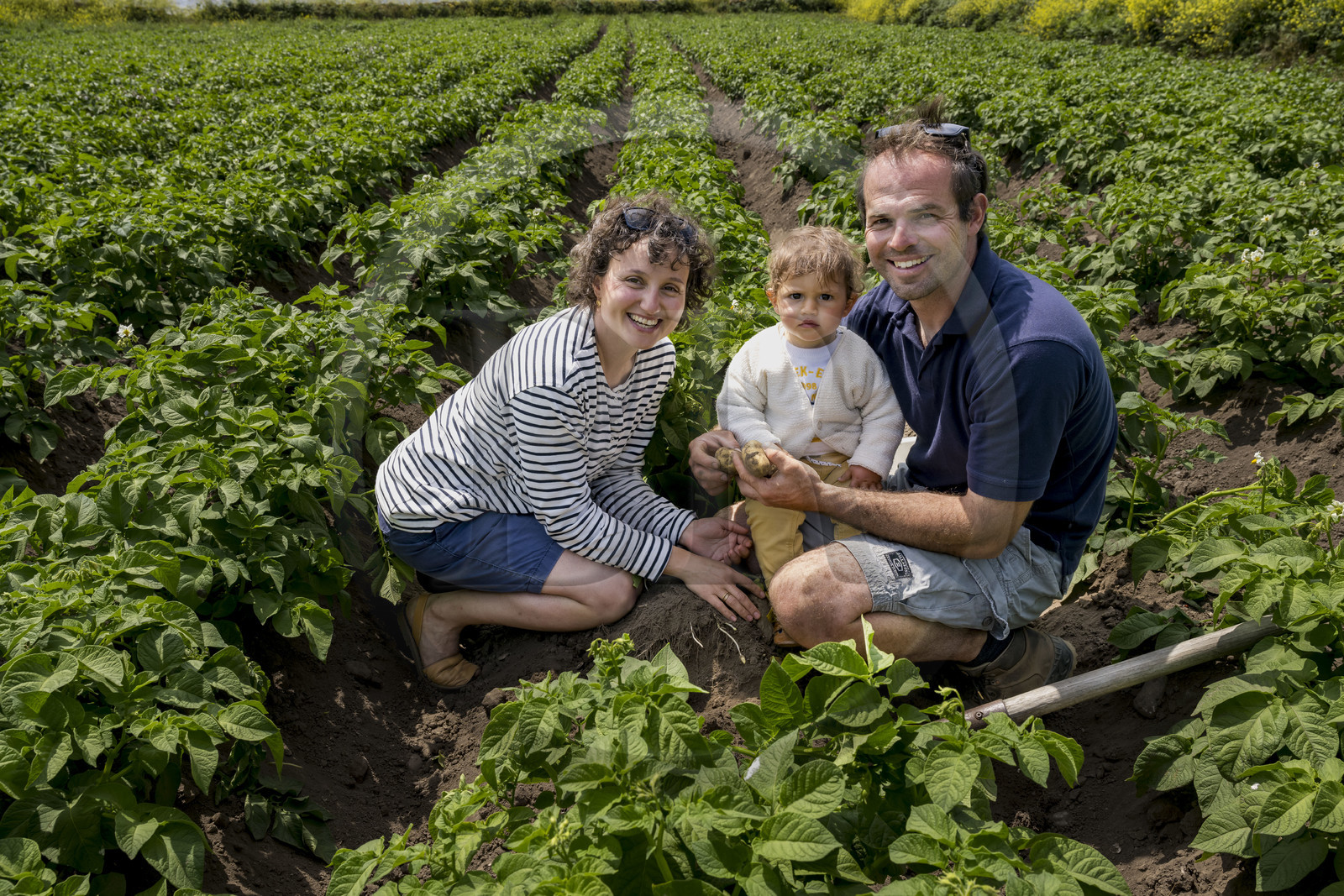 France, Finistère (29), Mer d'Iroise, archipel de Molène, Ile de Quéménès, ferme de Quéménès bio et autonome en énergie, les agriculteurs Amélie Goossens et Etienne Menguy dans leur champ de pommes de terre