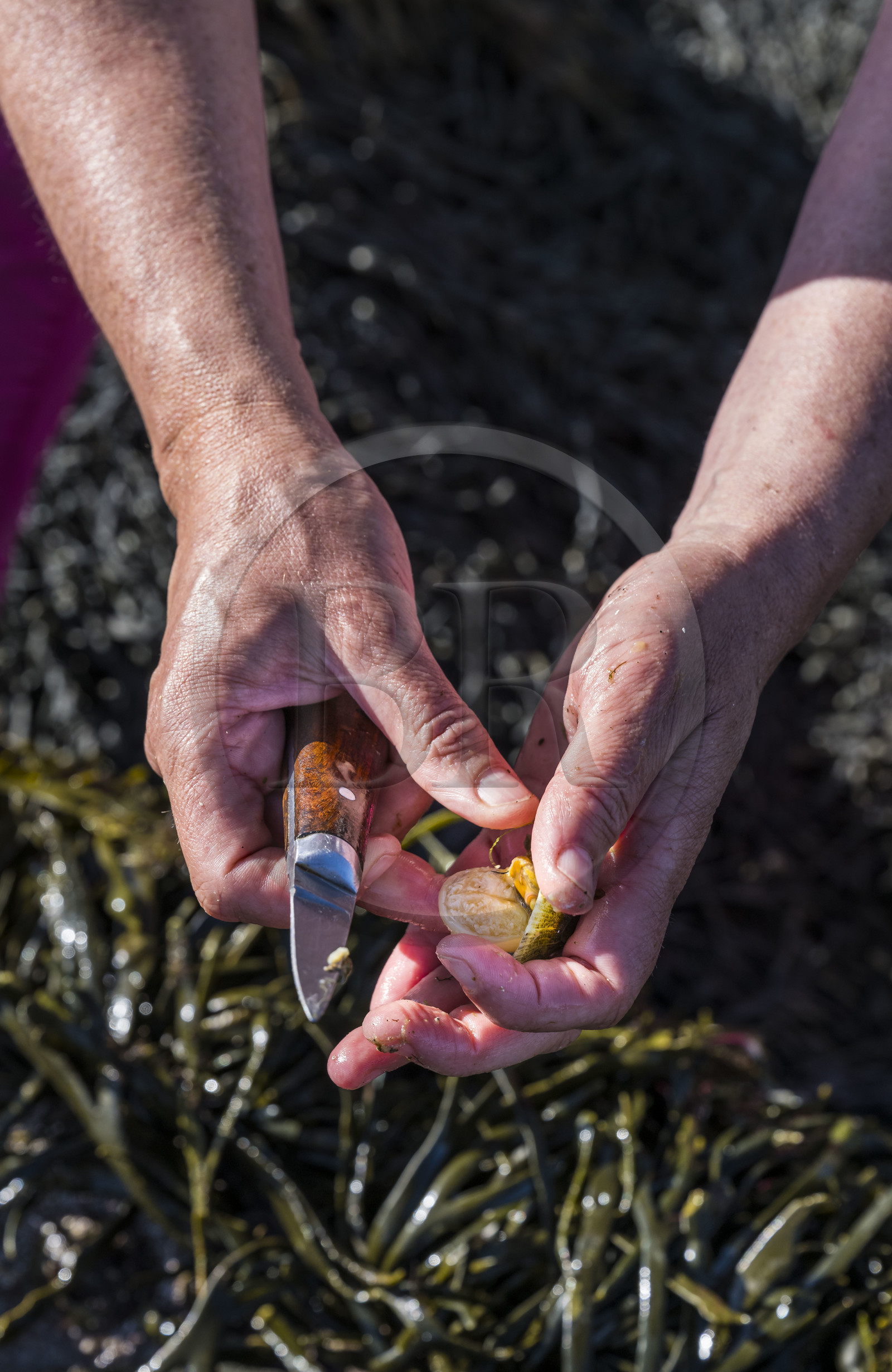 France, Finistère (29), Pays des Abers, Ile Vierge dans l'archipel de Lilia, pêche à pied de coquillage (Patelle) sur l'estran à marée basse