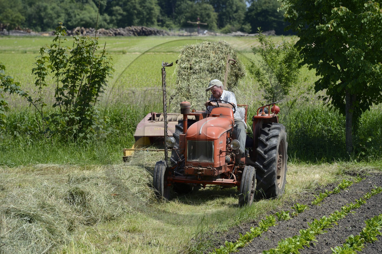 France, Bas-Rhin (67), le Grand Ried, Muttersholtz, agriculteur sur son tracteur pour les foins