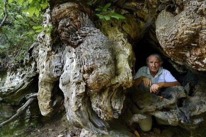France, Haute Corse, Castagniccia, village of Carcheto, the writer Jean-Claude Rogliano and the famous chestnut tree that is the main character of his book The Shepherd of the dead, Mal'Concilio