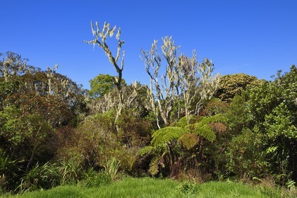 France, Ile de la Reunion, Le Tampon, Foret des Hauts de Mont-Vert au dessus de la Rivière des Remparts
