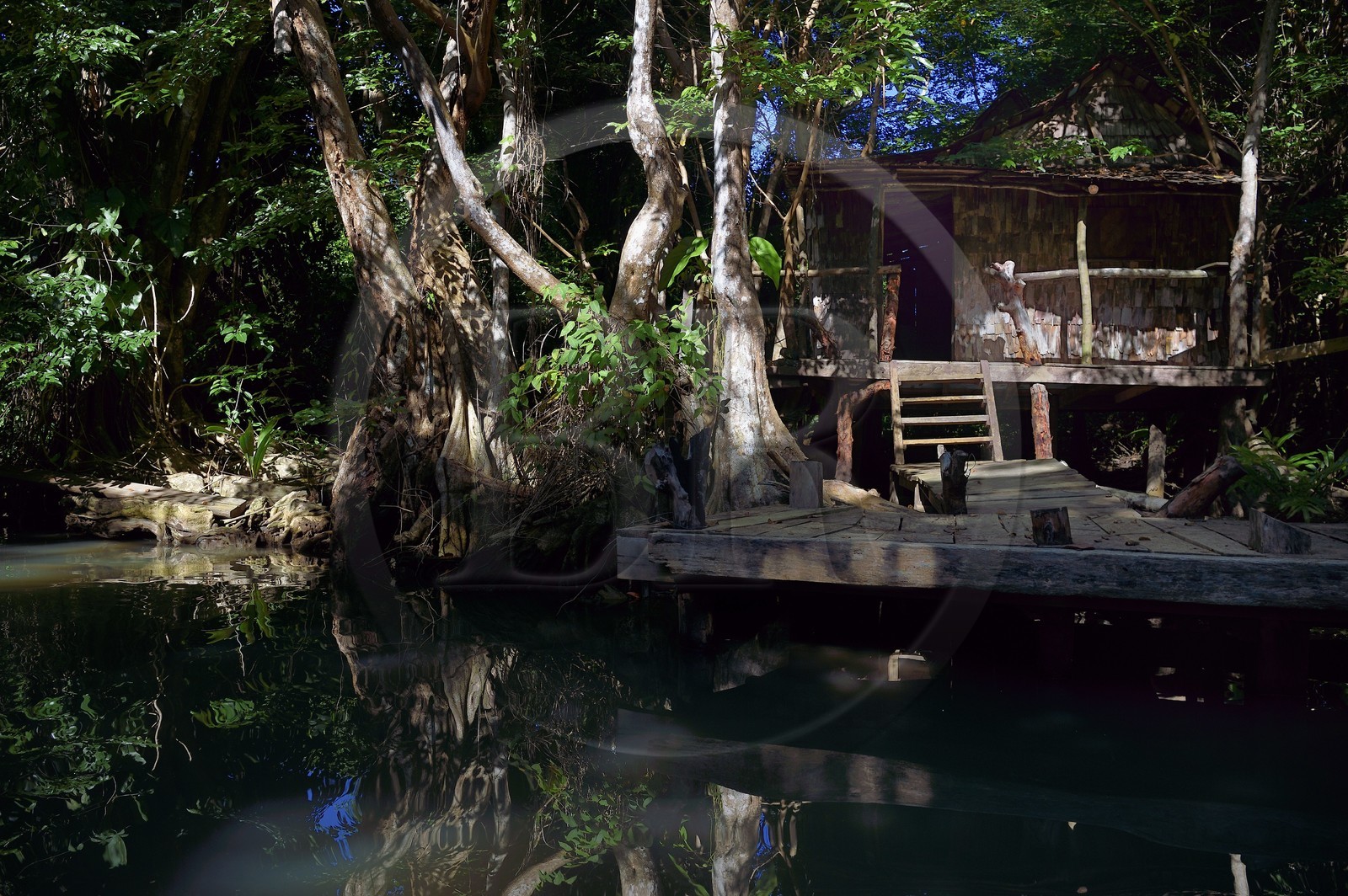 Caraïbes, Ile de la Dominique, Portsmouth, les rives de l'Indian River, ancien site du tournage de Pirates des Caraïbes