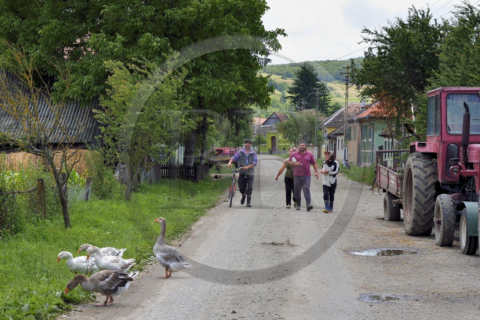 Romania, Transylvania, Sighisoara region, village of Movile Main Street