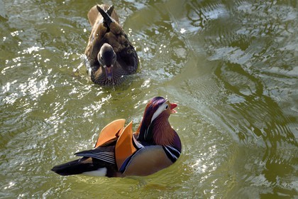 France, Val de Marne, the Marne riverside, Bry sur Marne, mandarin duck (Aix galericulata) male in the foreground and female in the background