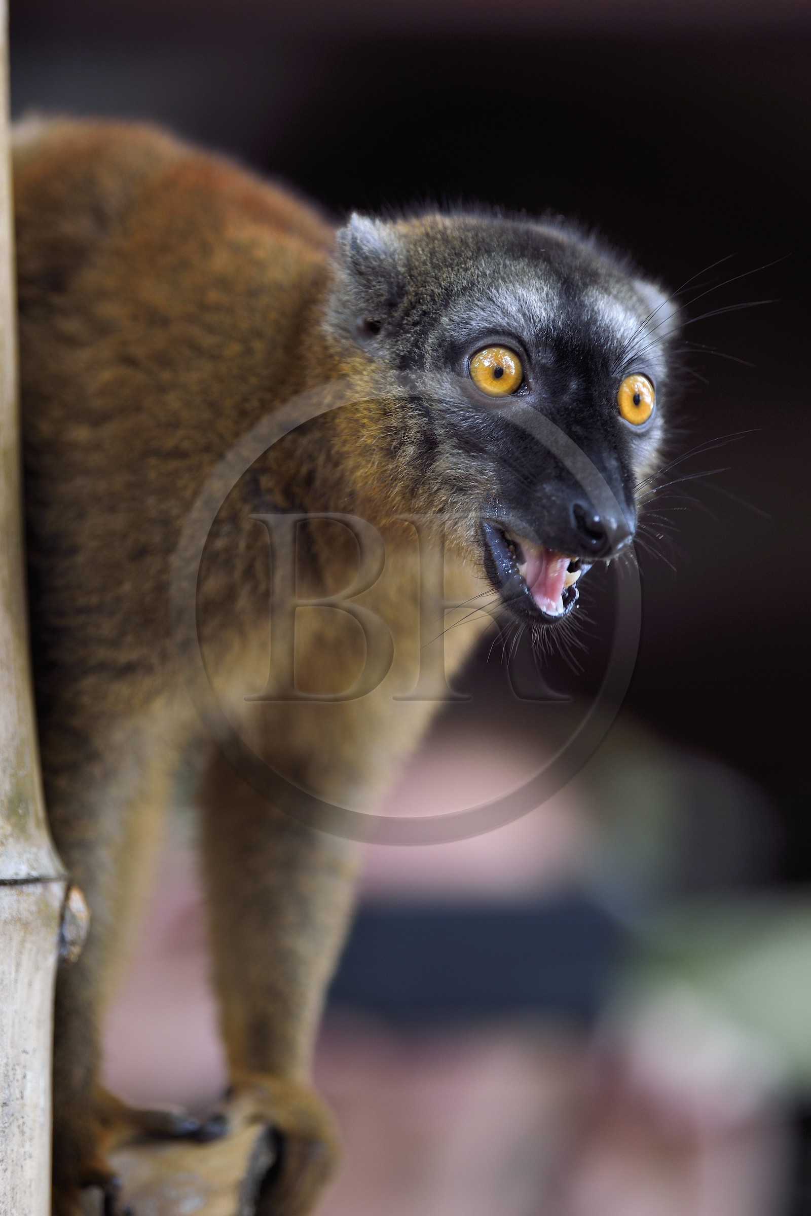 France, Mayotte island (French overseas department), Grande-Terre, Kani-Keli, the Maore Garden at N’Gouja beach, tawny lemur (Eulemur fulvus mayottensis) also called maki