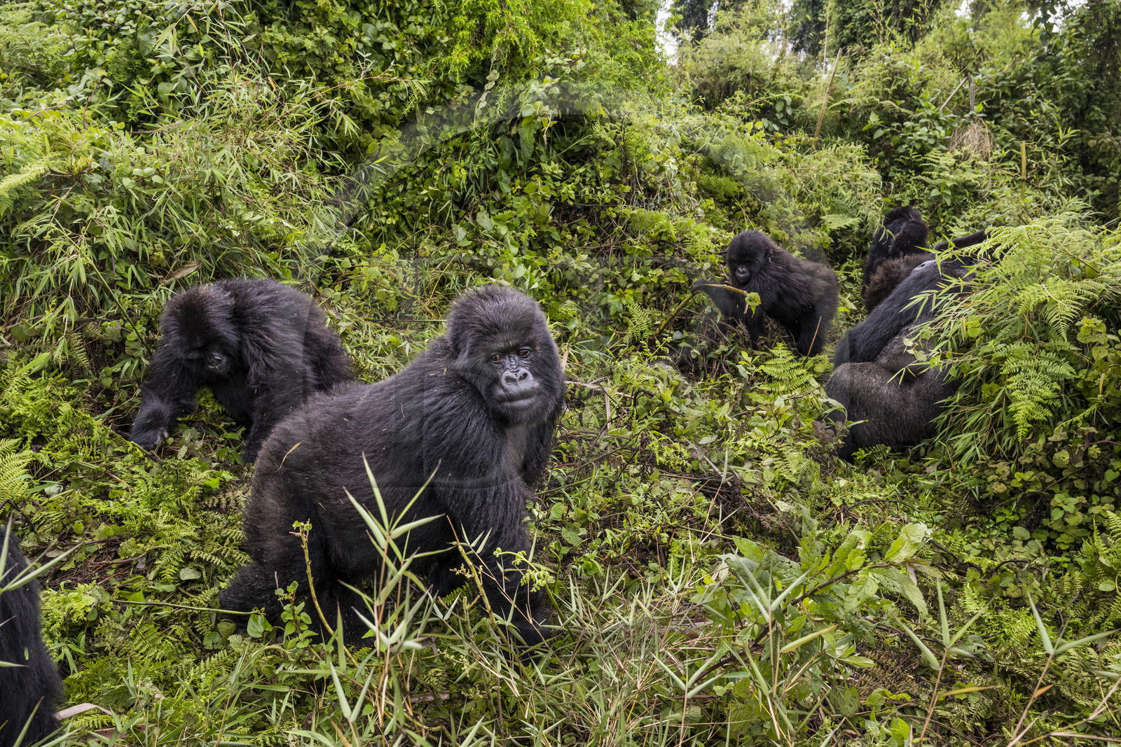 Rwanda, Province du Nord, Parc National des Volcans dans la chaine des Monts Virunga, mont Karisimbi, gorilles des montagnes (Gorilla beringei beringei) du groupe Susa