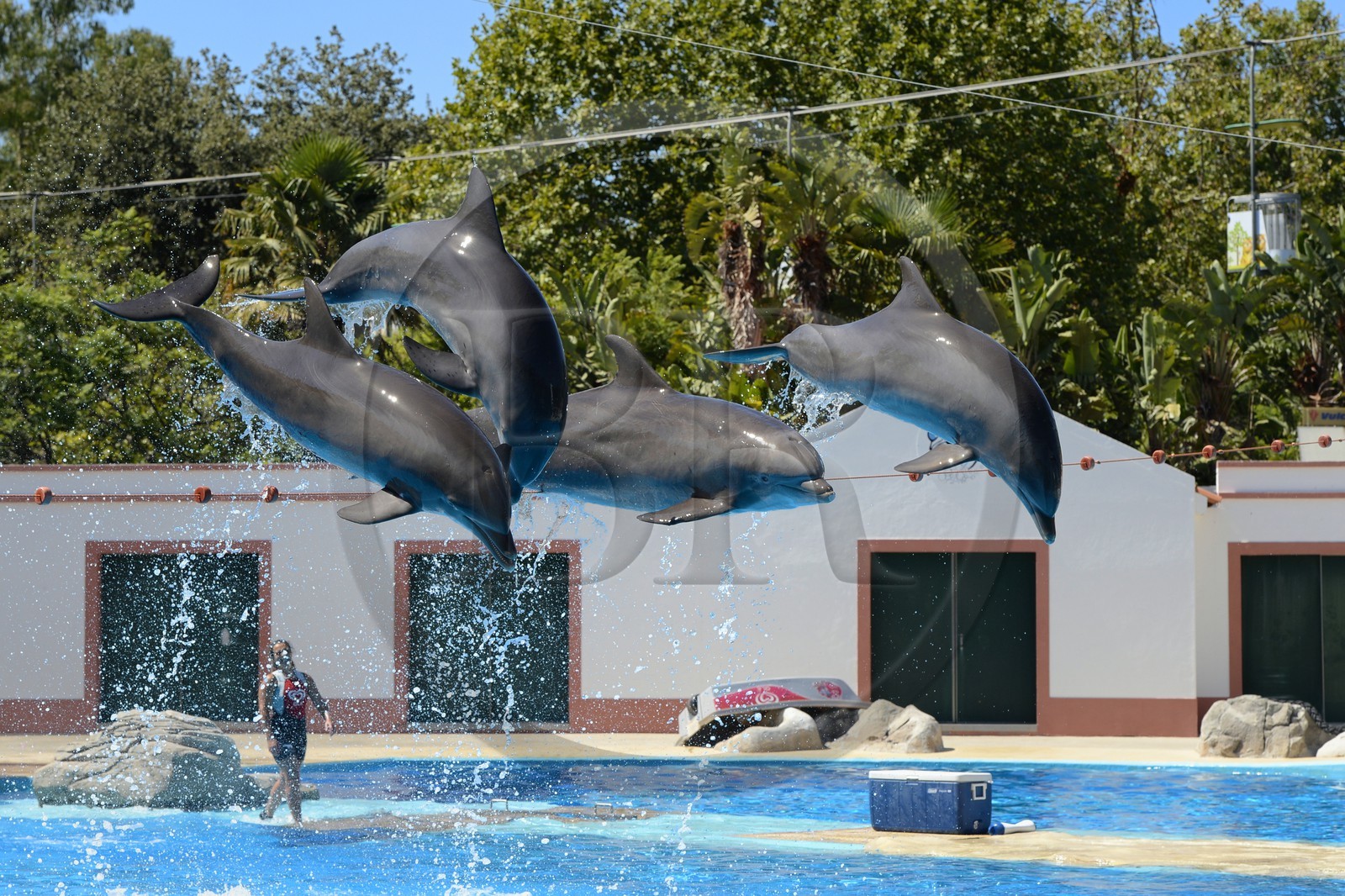 Portugal, Lisbonne, Jardin zoologique, le delphinarium, dauphins faisant le spectacle