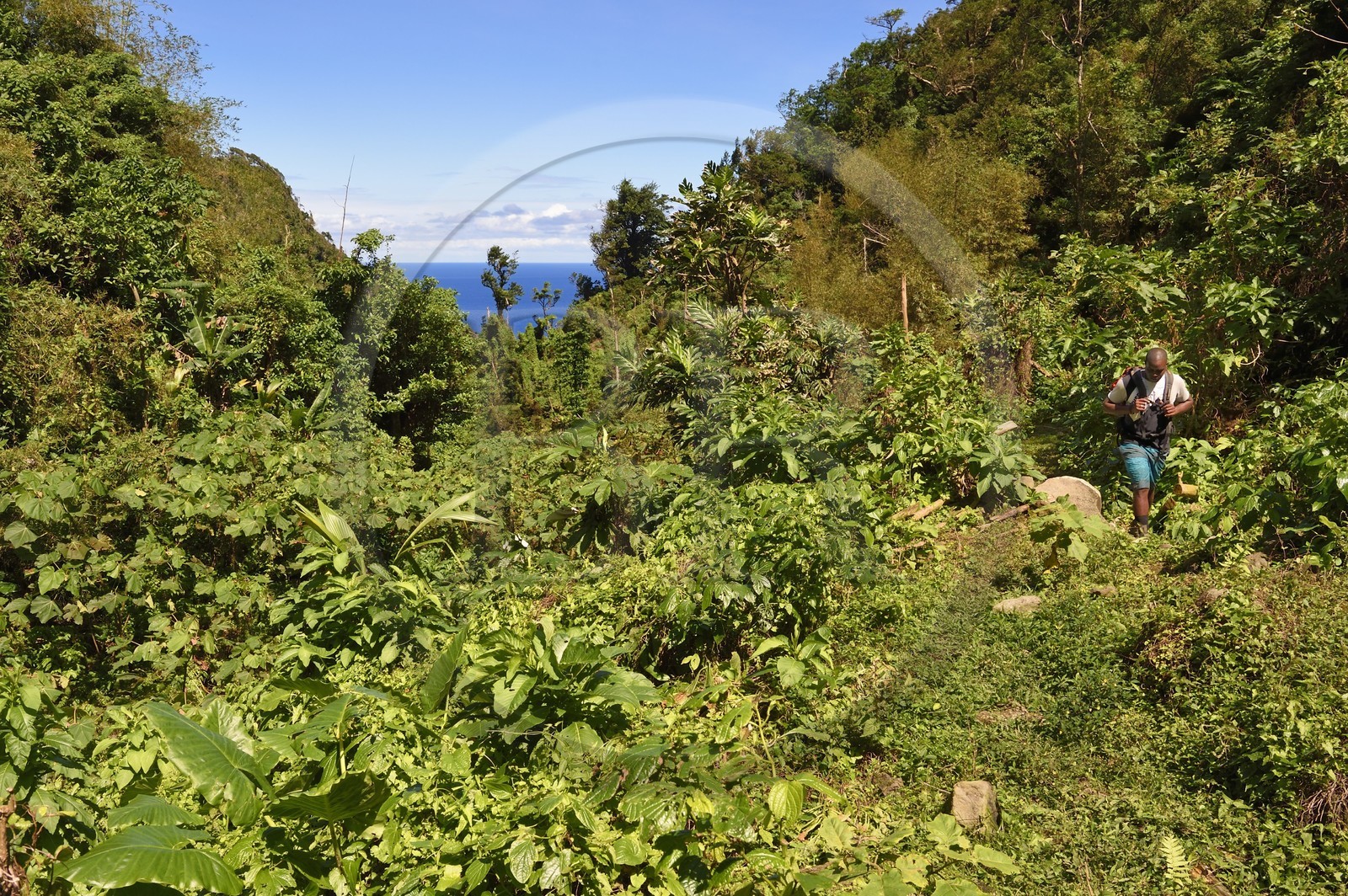 Caraïbes, Ile de la Dominique, randonneur sur le segment 13 du Waitukubuli National Trail dans le nord de l'île entre Pennville et Capuchin