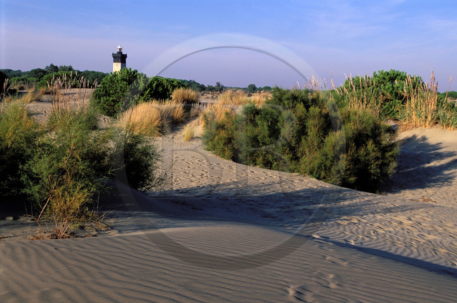 France, Gard, Port-Camargue, the headland of the Espiguette and its lighthouse