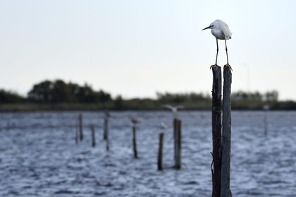 France, Haute-Corse (2B), l'étang de Biguglia (stagnu di Chjurlinu), réserve naturelle de Corse (RNC), Aigrette garzette (Egretta garzetta) sur un pieu d'aulne