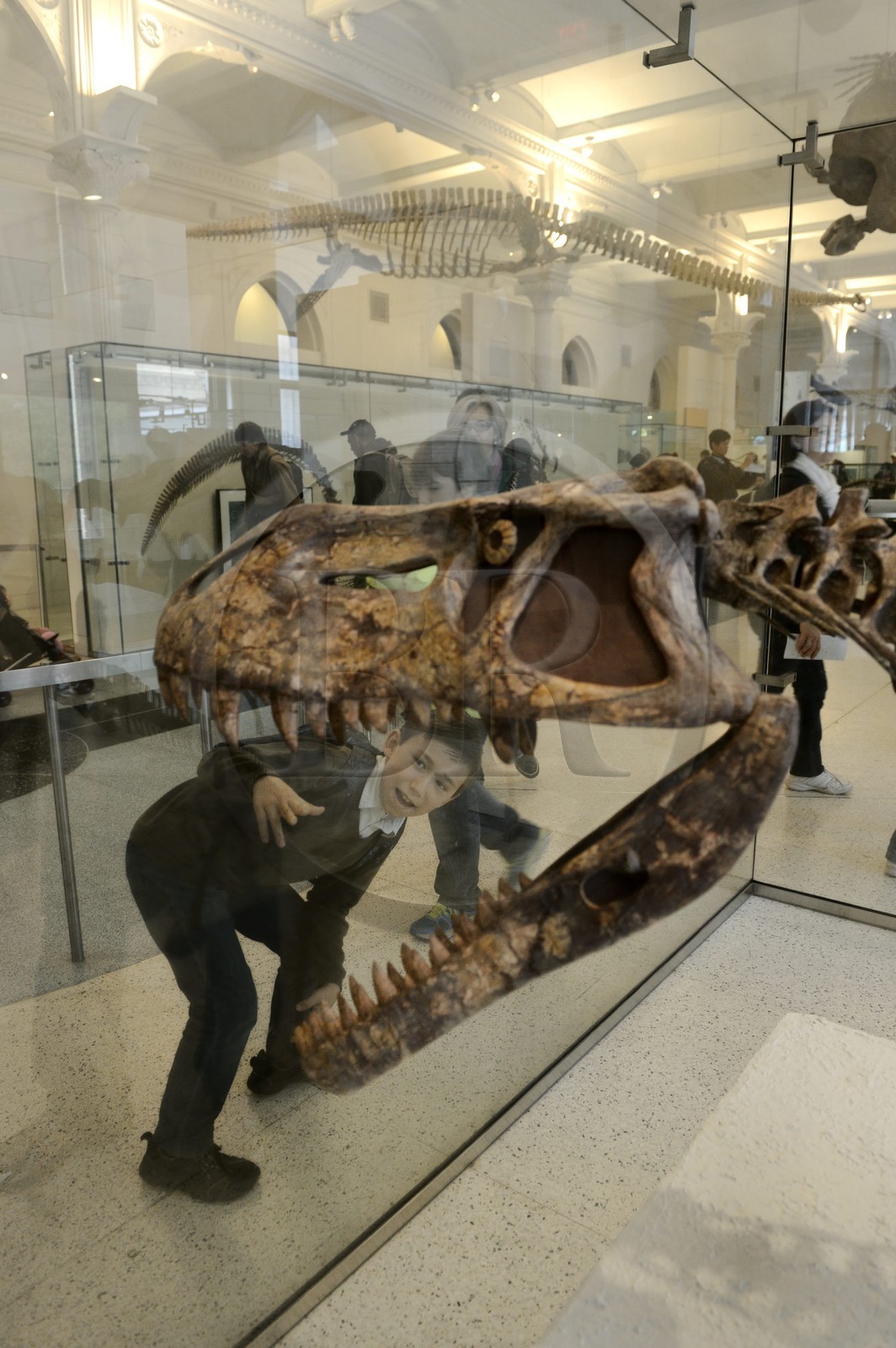 Etats-Unis, New York, Manhattan, Upper West Side, Musée Américain d'Histoire Naturelle (American Museum of Natural History), section des fossiles, tête de Rauisuchidae