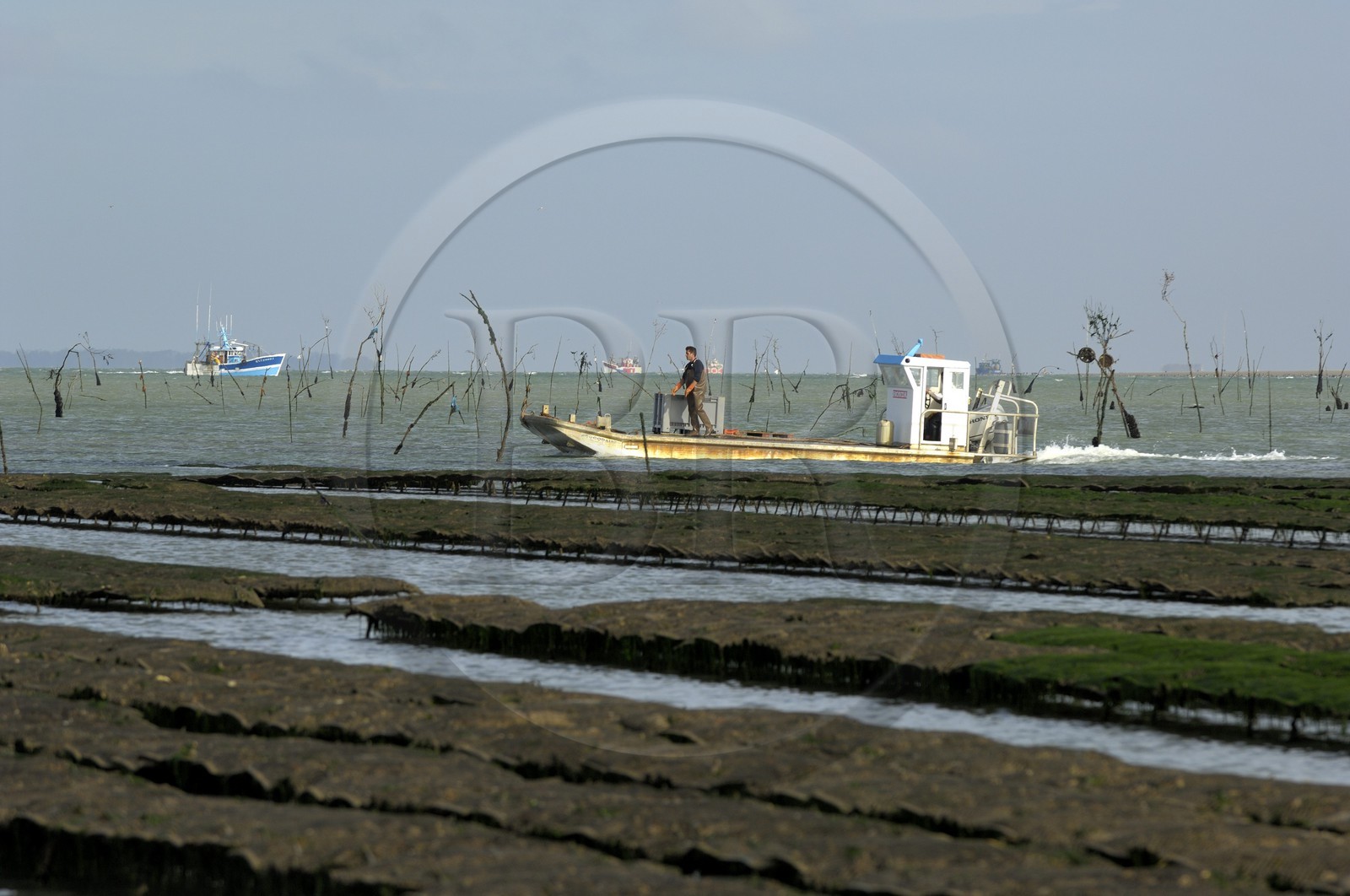 France, Charente-Maritime (17), le bassin Marrennes-Oléron au large de l'Ile d'Oléron, chaland dans les parcs à huîtres