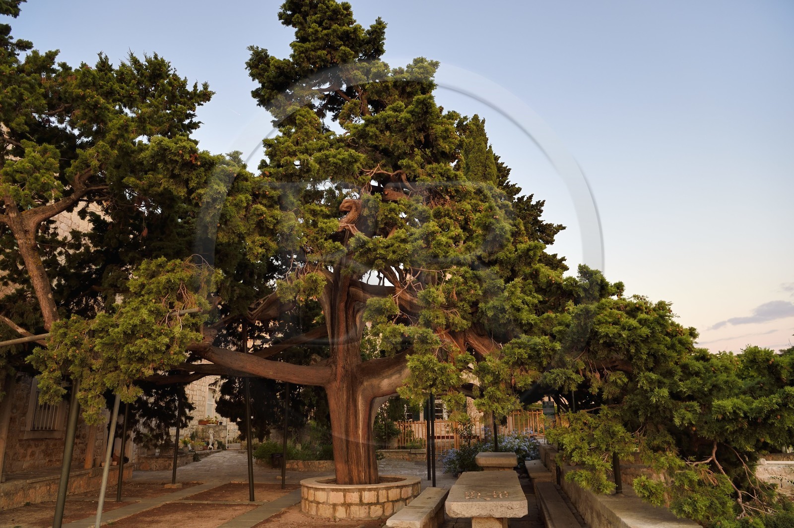 Croatie, Dalmatie, cote dalmate, Ile de Hvar, la ville de Hvar, jardin du  Monastère franciscain du XVe siècle, Cyprès monument naturel botanique de 500 ans d'age estimé