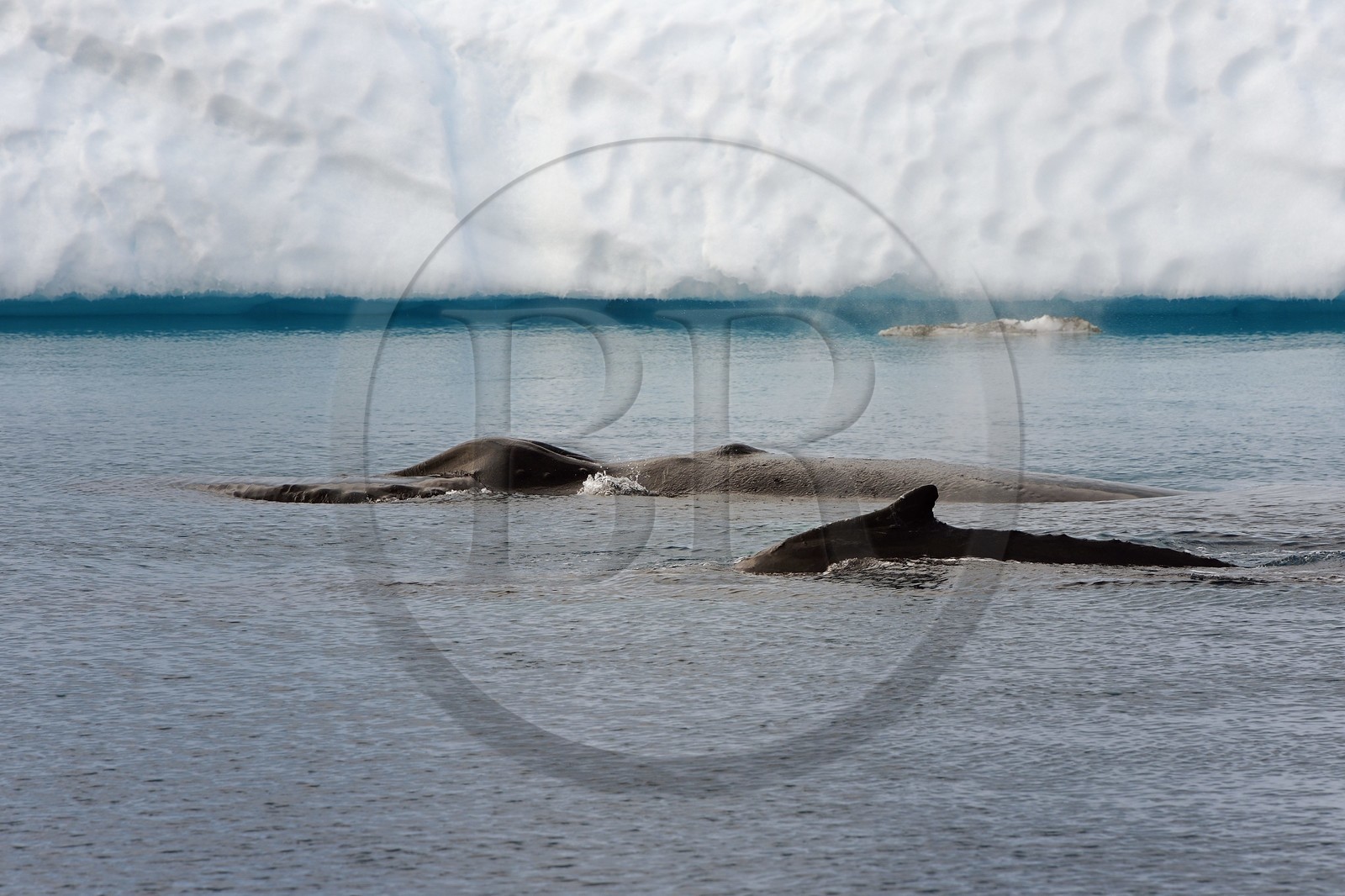 Groenland, cote ouest, baie de Disko, Ilulissat, fjord glacé classé Patrimoine Mondial de l'UNESCO qui est l’embouchure maritime du glacier Sermeq Kujalleq, baleines à bosse ou rorquals à bosse (Megaptera novaeangliae)
