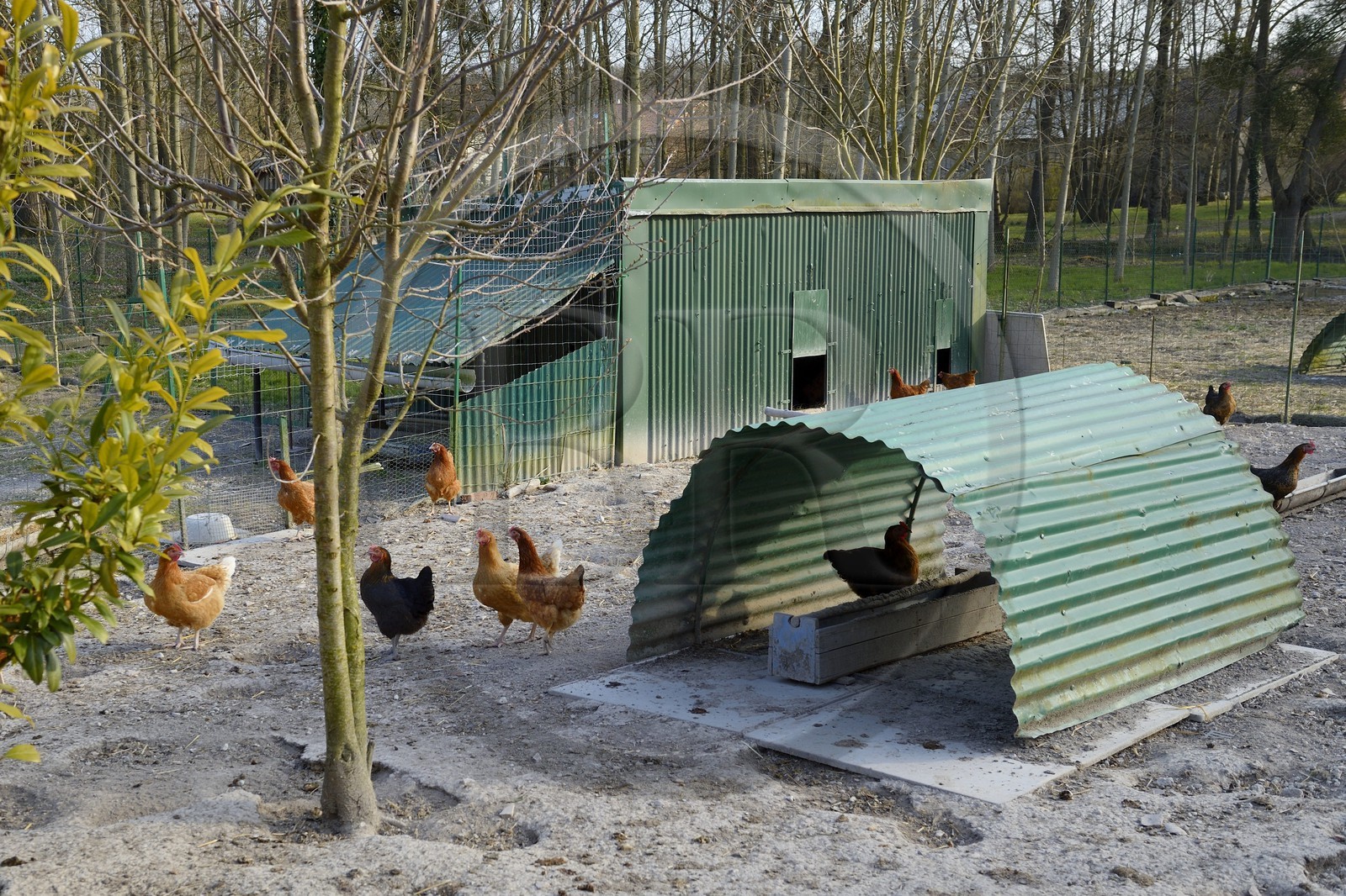 France, Marne (51), village de Saint-Amand-sur-Fion, élevage de poulet fermier en plein air