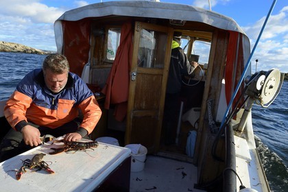 Sweden, Västra Götaland, Koster Islands, out to sea to retrieve lobster traps, setting safety on clamps with elastic