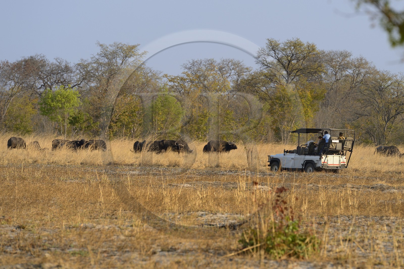 Zimbabwe, province de Matabeleland septentrional, parc national Hwange, touristes en 4x4 observant un troupeau de buffles d'Afrique (Syncerus caffer)