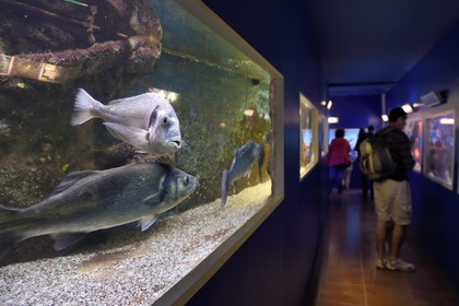 France, Var (83), Ile des Embiez, l'institut océanographique Paul Ricard dans le fort Saint-Pierre, les aquariums