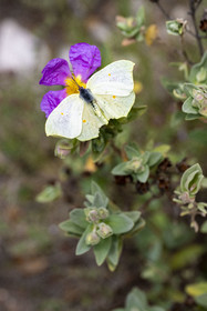 France, Vaucluse (84), Dentelles de Montmirail, Séguret, papillon  Citron (Gonepteryx rhamni)