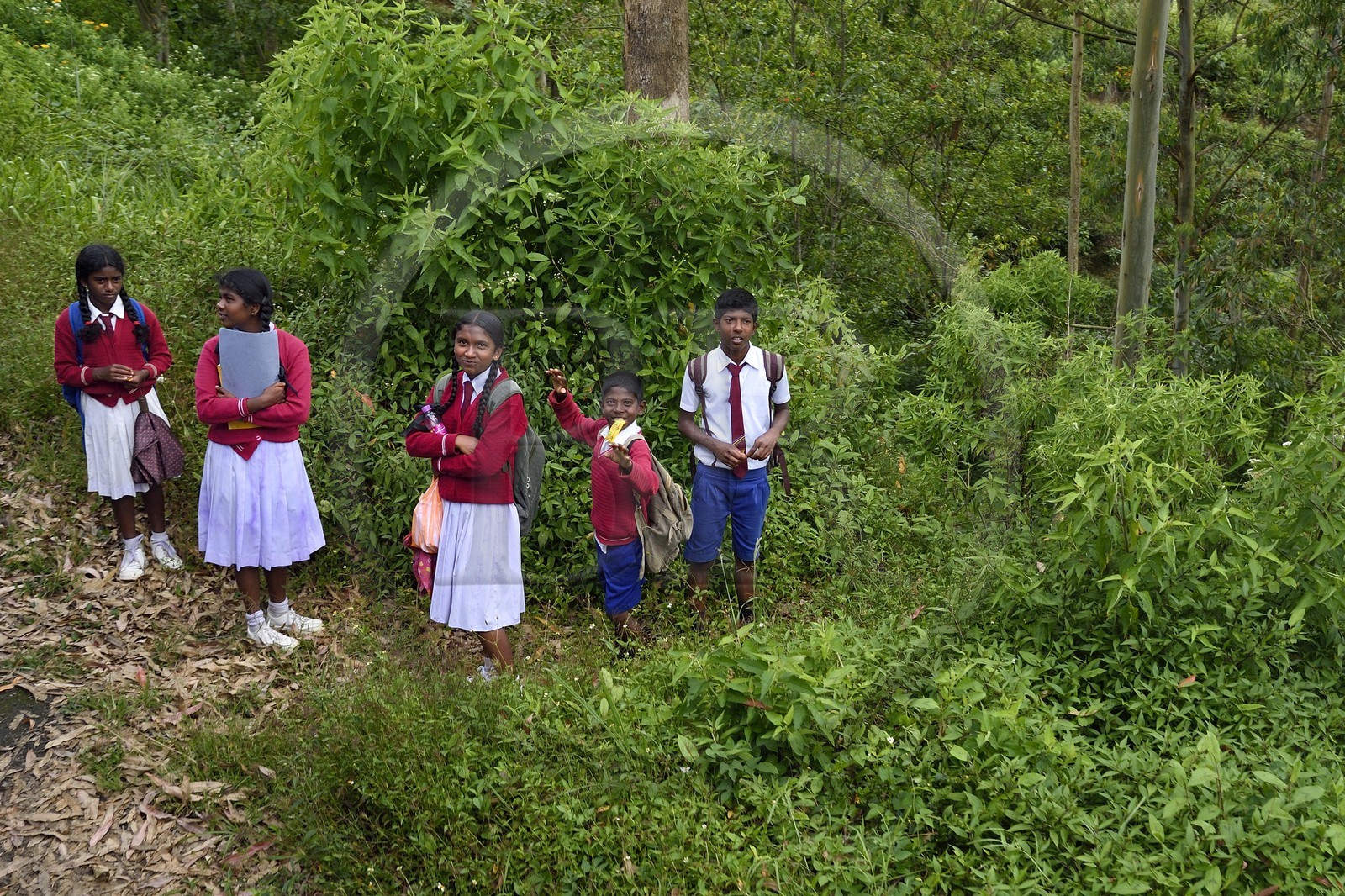 Sri Lanka, Province du Centre, trajet en train dans la région montagneuse de la culture du thé entre Hatton et Ella, retour de l'école vers Nanu Ova