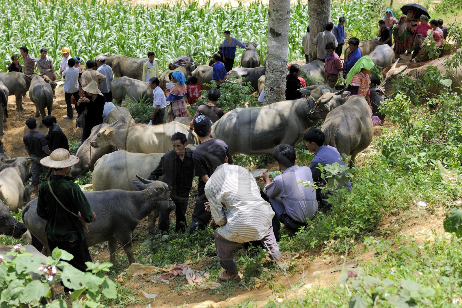 Vietnam, province de Lao Cai, région de Bac Ha, marché de Can Cau, paysans de la minorité Hmong Fleur, le marché aux buffles
