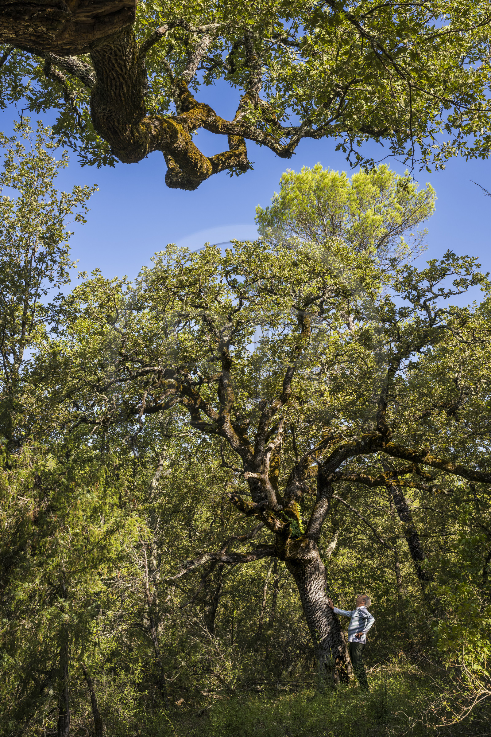 France, Var (83), Provence Verte, Bras, Académie du Bain de Forêt Provençale, forêt du domaine Le Peyrourier - une campagne en Provence