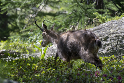 France, Alpes-Maritimes (06), parc national du Mercantour, Haute-Vésubie, Saint-Martin-Vésubie, Val du Haut Boréon, chamois (Rupicapra rupicapra) au lac des Sagnes vers le refuge de Cougourde