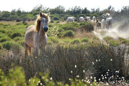 France, Bouches-du-Rhône (13), Parc naturel régional de Camargue, vers l'étang de Malagroy, manade Jacques Mailhan, cheval de Camargue dans la sansouire