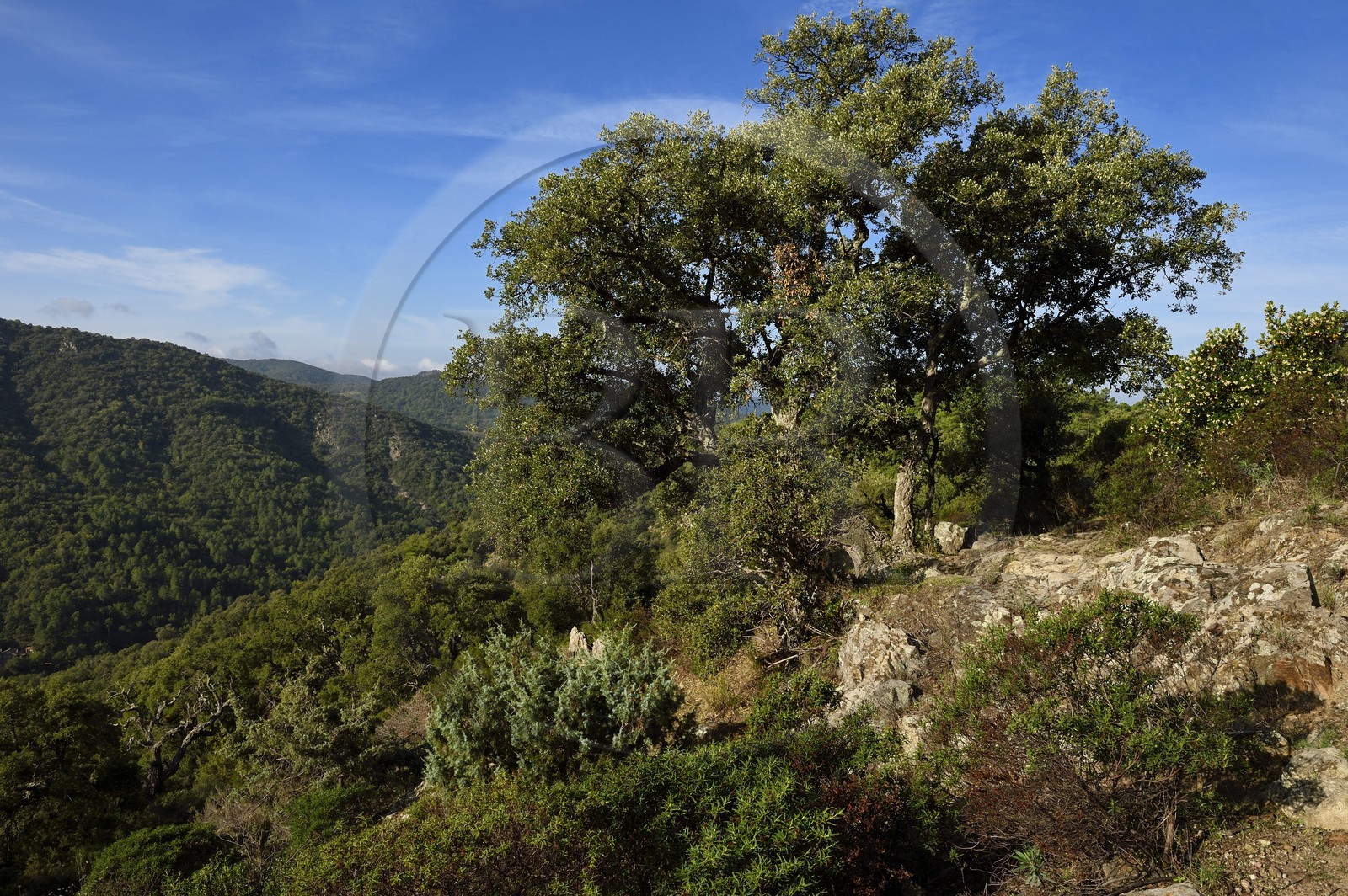 France, Var (83), Massif des Maures, Collobrières, randonnée des Menhirs de Lambert, chêne liège (Quercus suber)