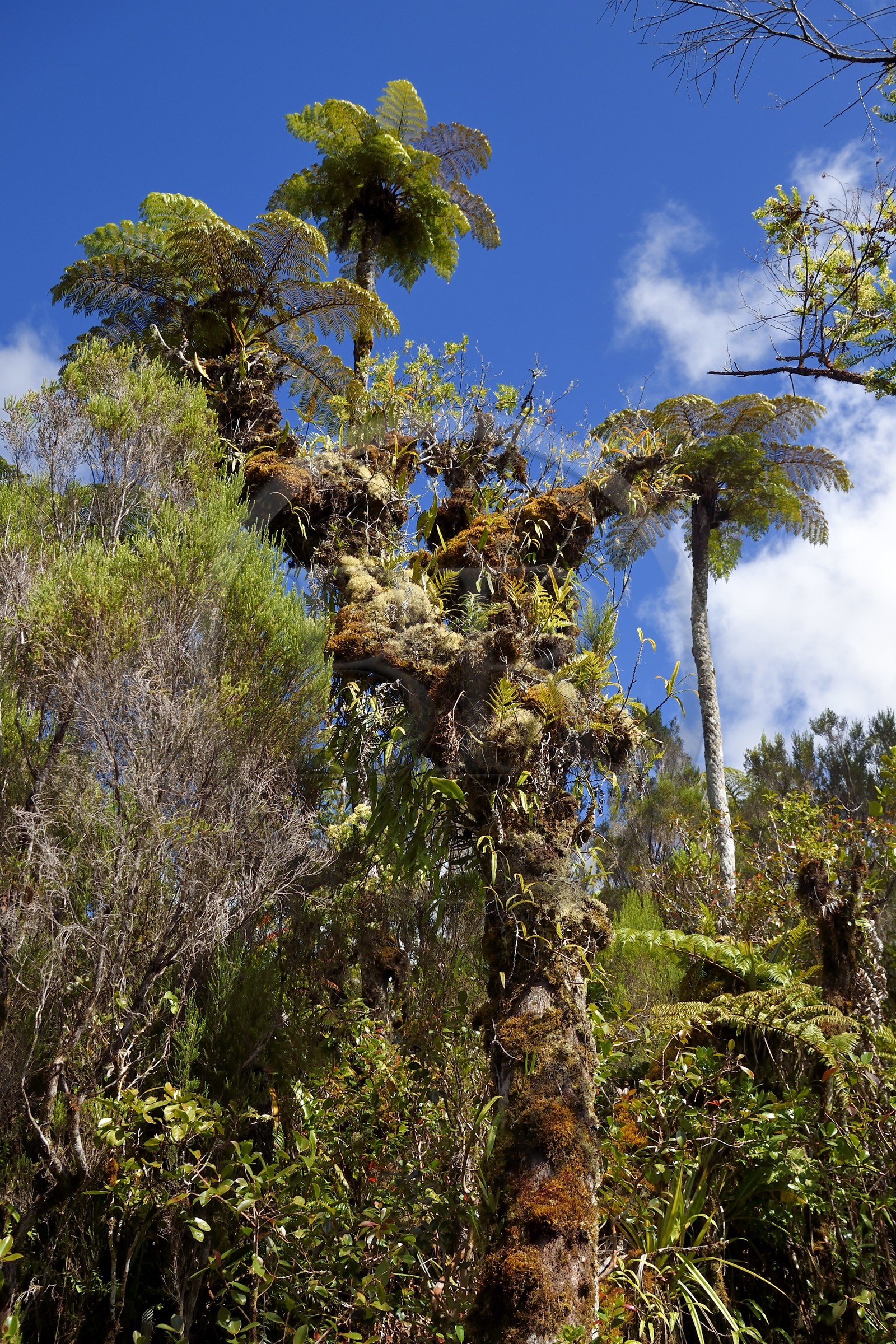 France, Ile de la Reunion, Parc National de la Réunion classé Patrimoine Mondial de l'UNESCO, La Plaine des Palmistes, forêt de Bébour, sentier de randonnée Bras Cabot, fougères arborescentes (Cyathea glauca)