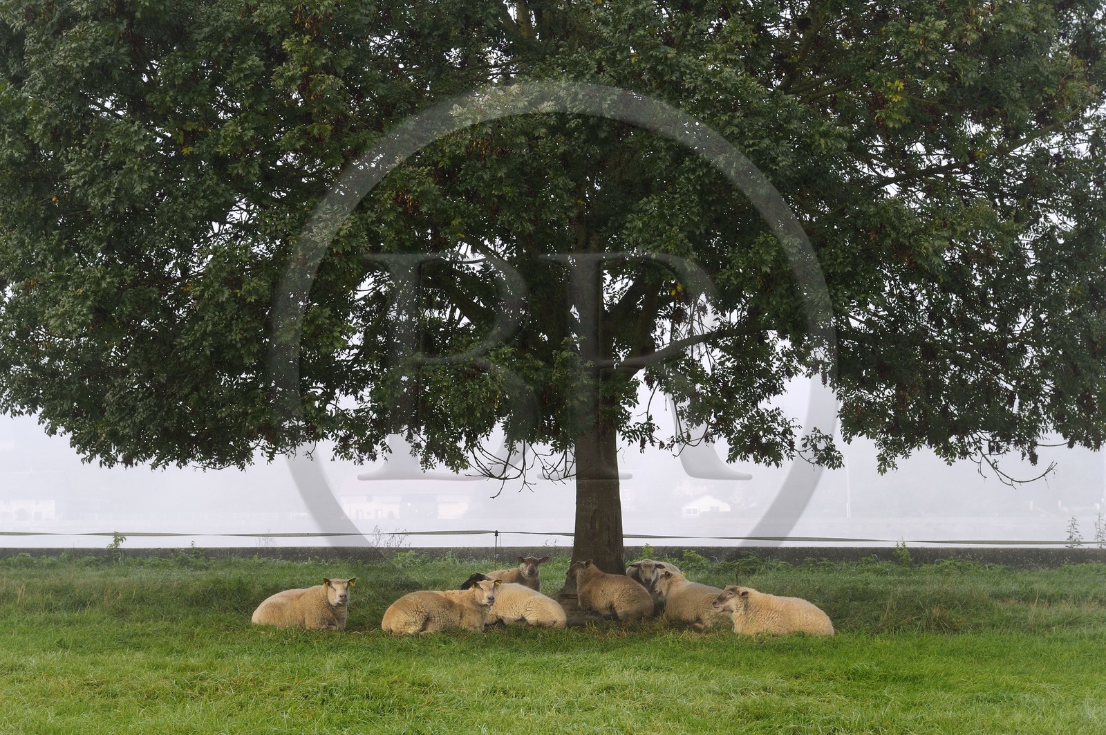 France, Seine-Maritime (76), Saint-Pierre de Magneville en bord de Seine, moutons