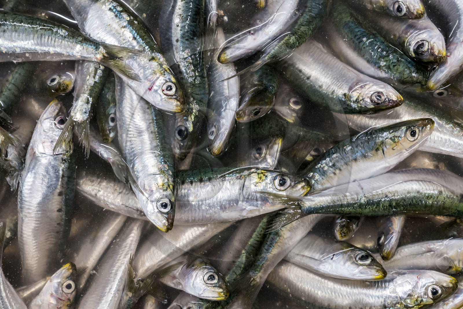 France, Vendée (85), Saint-Gilles-Croix-de-Vie, la criée, sardines fraichement pechées