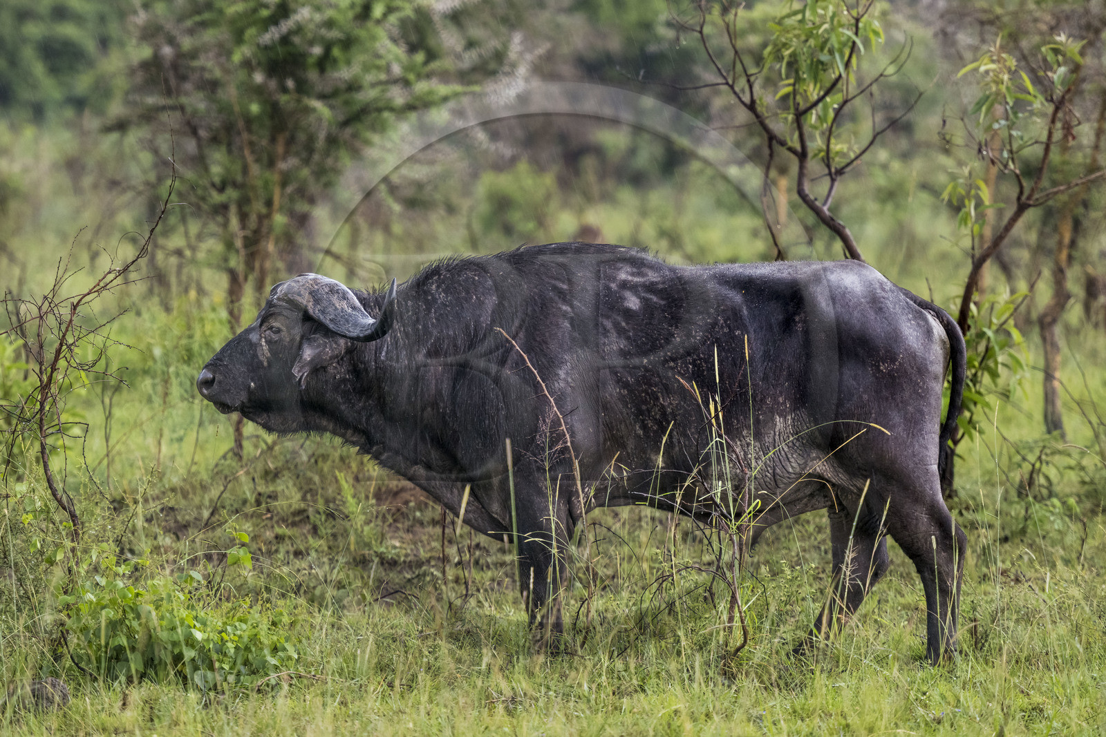 Rwanda, Akagera National Park, African buffalo (Syncerus caffer) in the rain