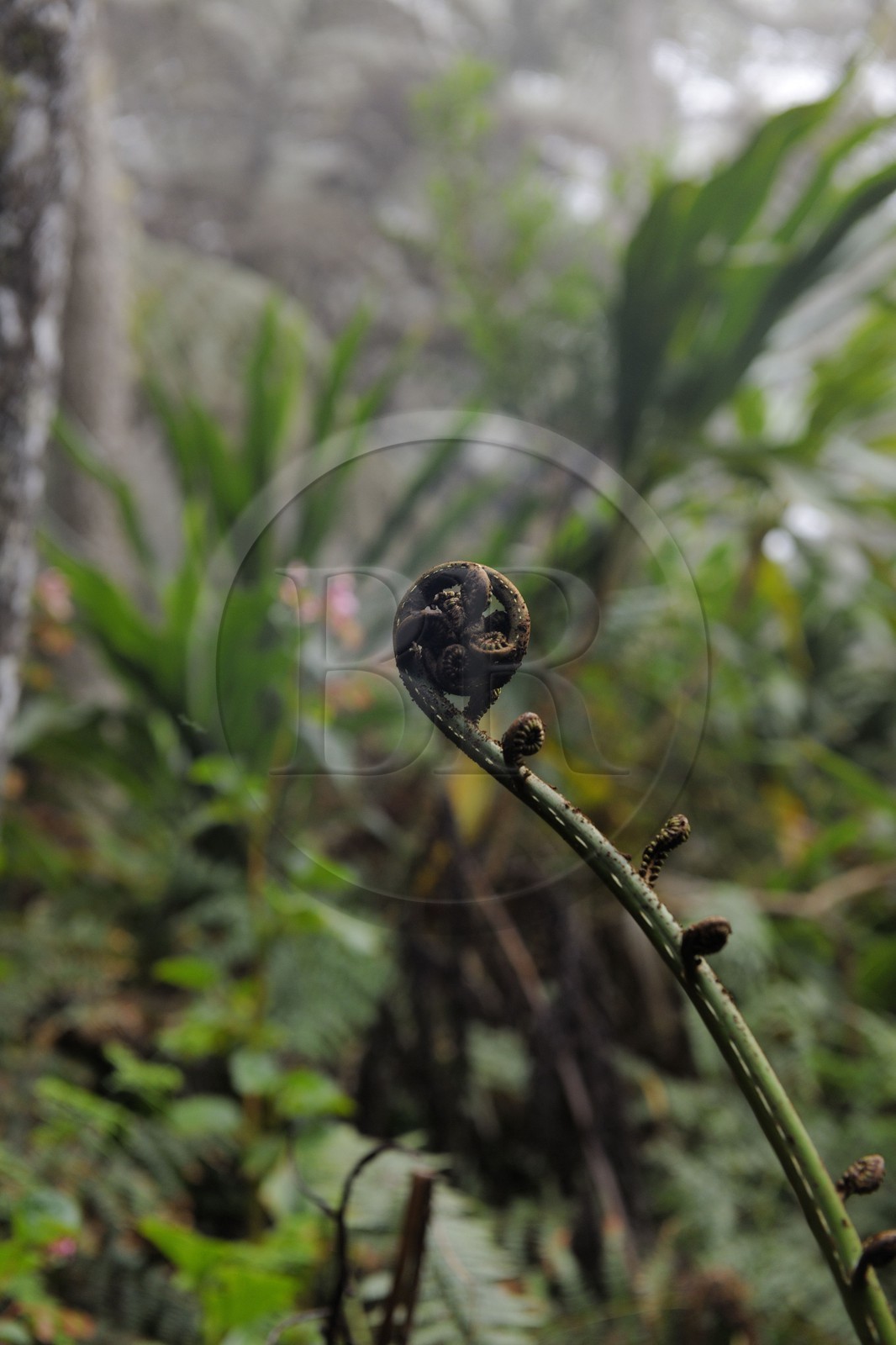 France, île de la Réunion, forêt de Bélouve