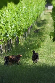 France, Bas-Rhin (67), Route des vins d'Alsace, Traenheim, Domaine viticole MULLER Charles & Fils, essais d'implantation de poules dans les vignes pour permettre un entretien bio