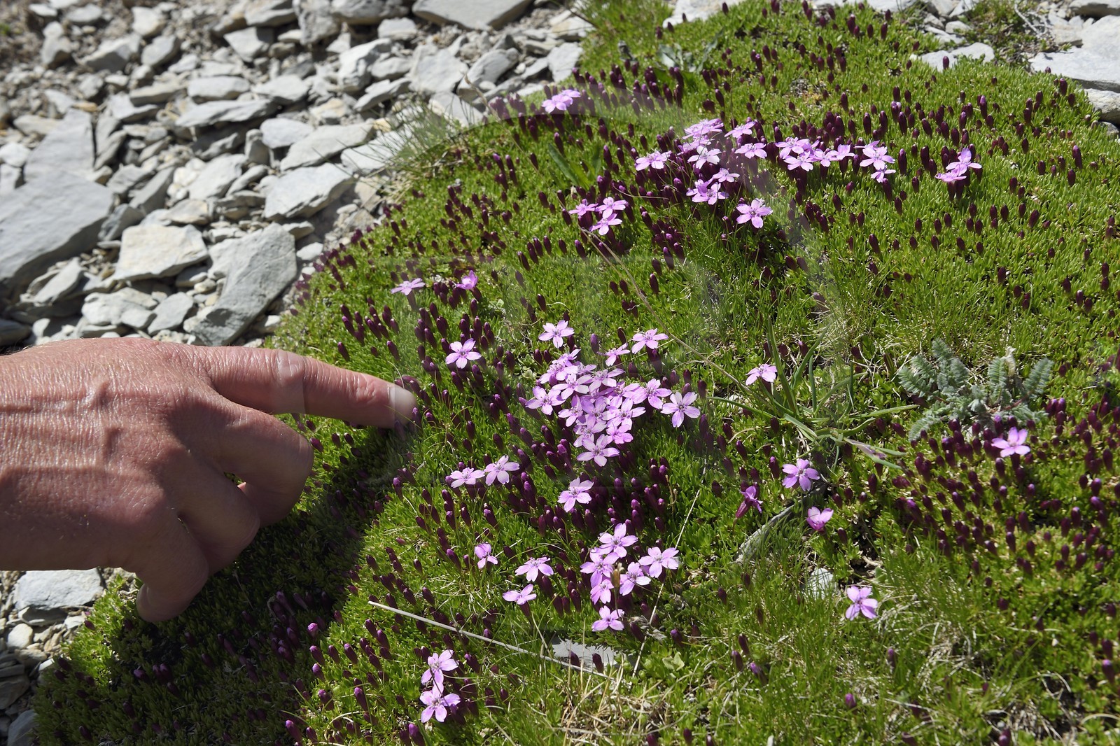 France, Alpes-de-Haute-Provence (04), Uvernet-Fours, parc national du Mercantour, vallée de l'Ubaye, sentier de randonnée du circuit des lacs du col de la Cayolle au Pas du Lausson, silène acaule (Silene acaulis)