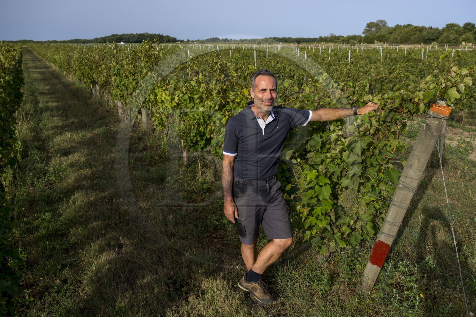 France, Charente Maritime, Oleron island, Saint Georges d'Oléron, hamlet of La Coindrie, winemaker Eric Mage in his vineyard