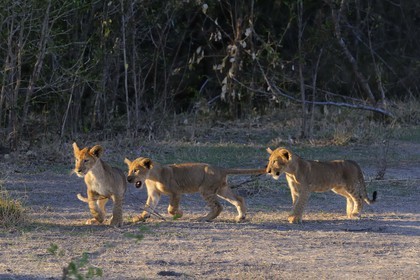 Tanzanie, Reserve de gibier de Selous une des plus grandes zones protégées au monde et inscrite sur la liste du patrimoine mondial de l’Unesco depuis 1982, trois jeunes lions (Panthera leo)